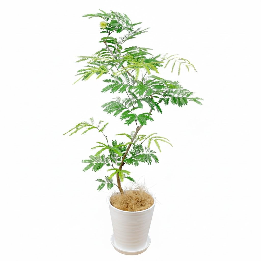 Amazon｜観葉植物 エバーフレッシュ 8号 白セラアート鉢｜観葉植物